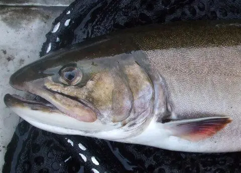 Angler holding an Aurora trout beside a Northern Ontario lake.