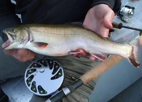 Aurora trout held carefully above a landing net.